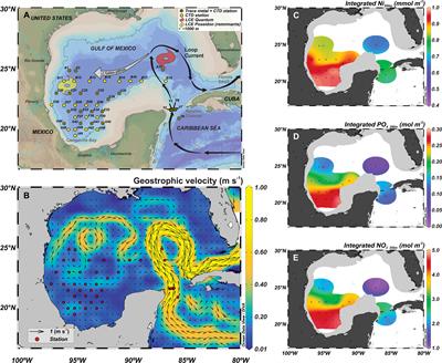 Spatial variability of dissolved nickel is enhanced by mesoscale dynamics in the Gulf of Mexico